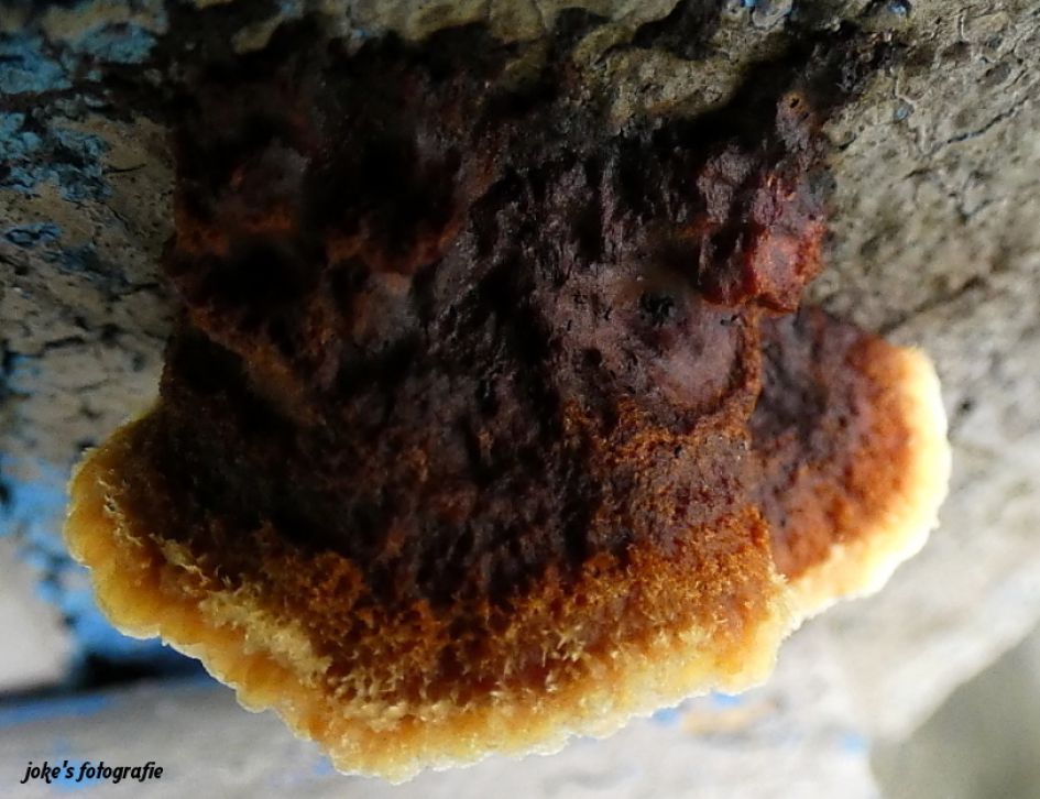 is dit een paddestoel?